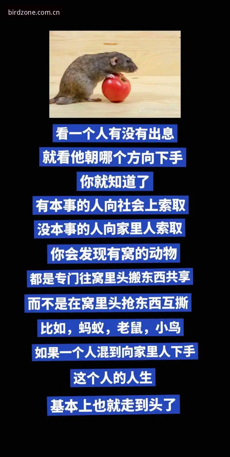 小鸟体育好用吗？深度测评这款体育直播平台的真实体验